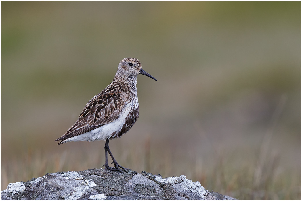 Dunlin, Iceland
