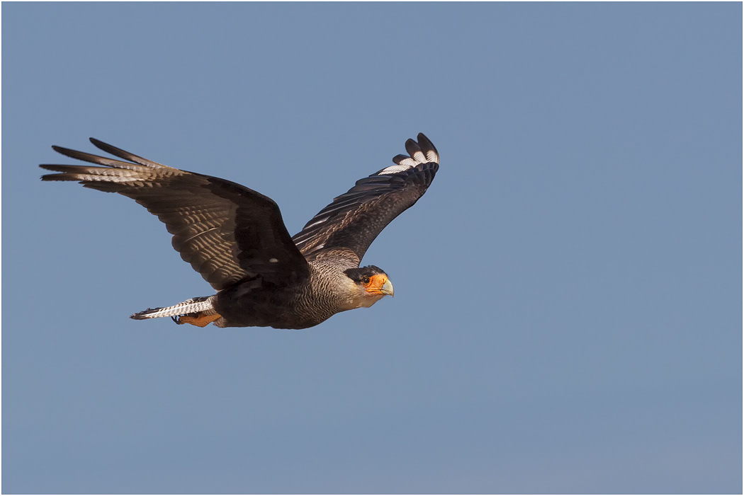 Crested Caracara
