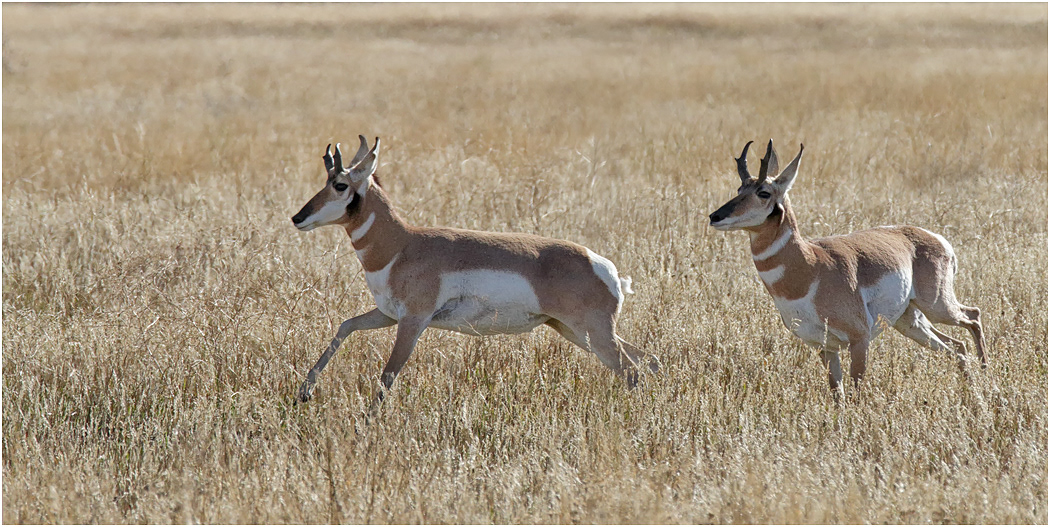 Young Male Pronghorns, Yellowstone NP, Wyoming, USA.jpg