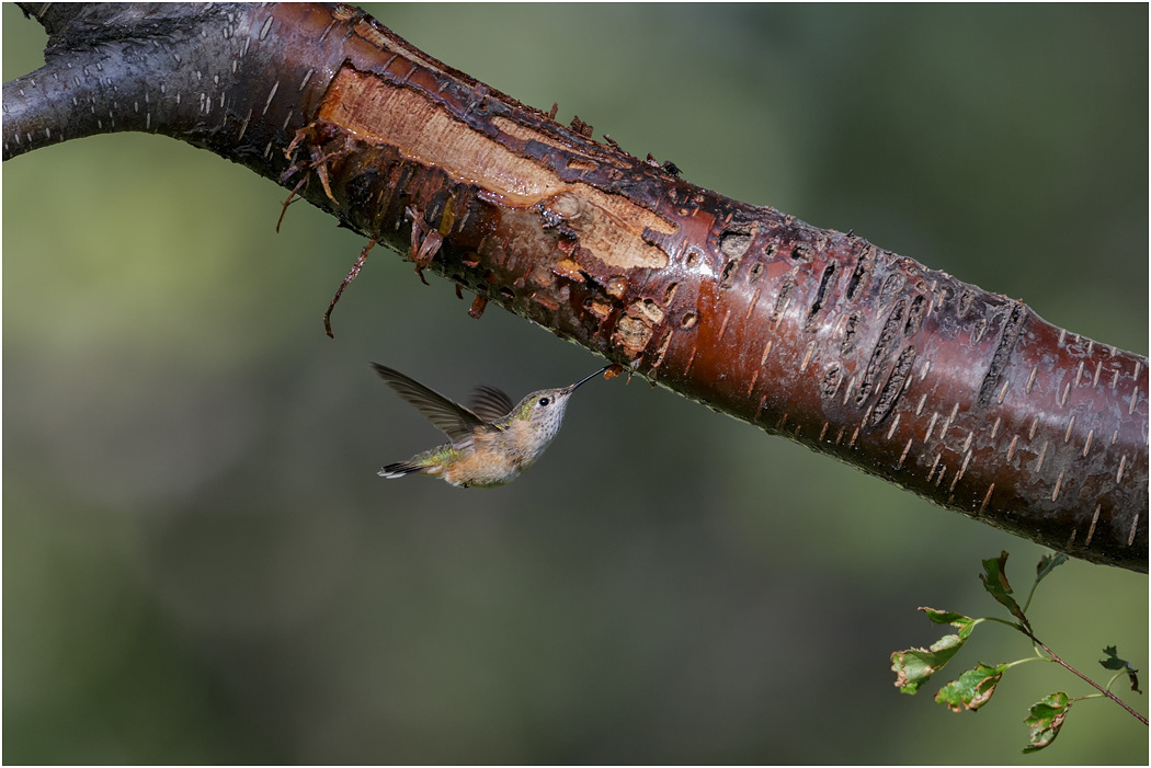 Rufous Hummingbird (female), BC, Canada