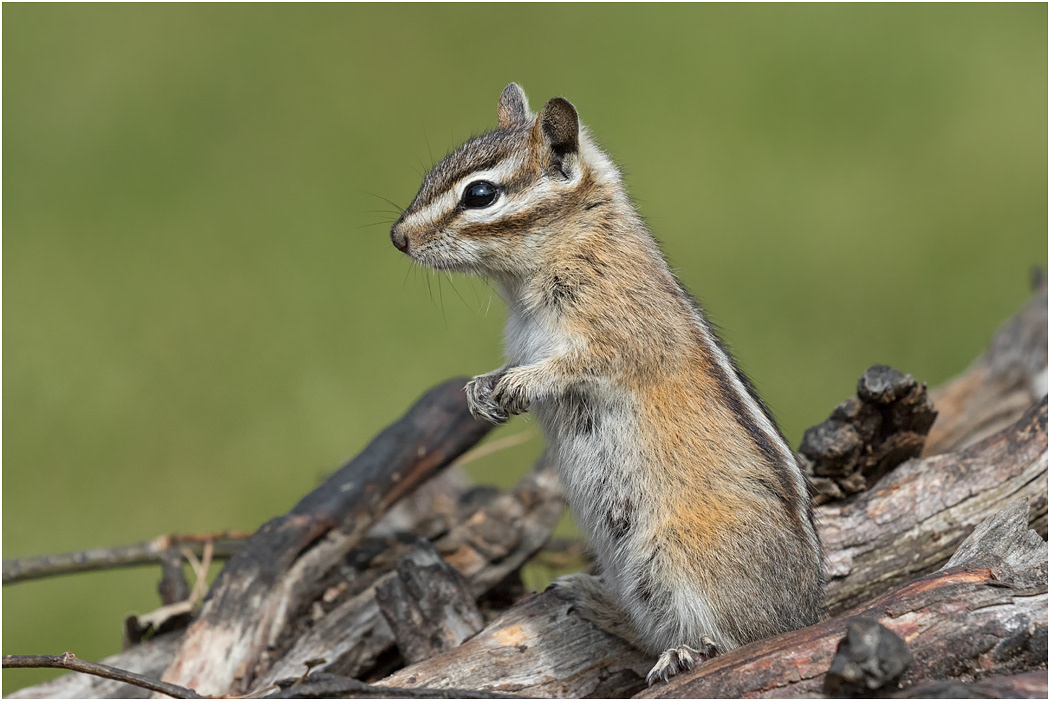 Least Chipmunk, BC, Canada