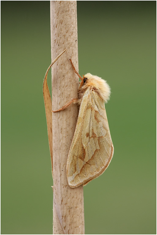 GhostMoth - female