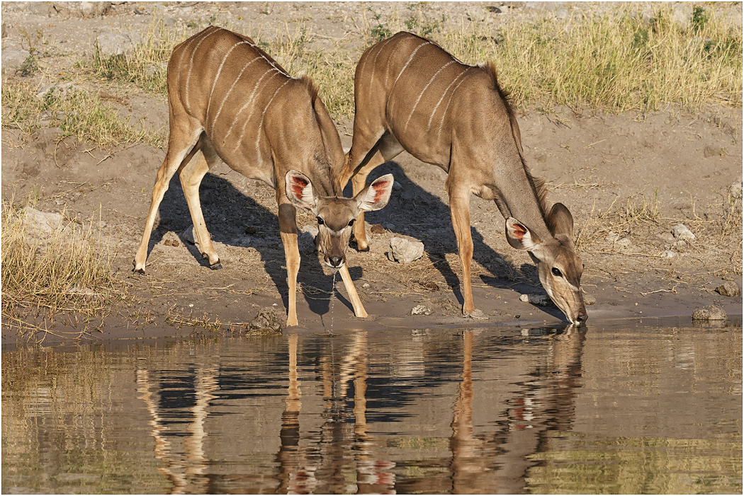 Greater Kudu females at water - Chobe River, Botswana