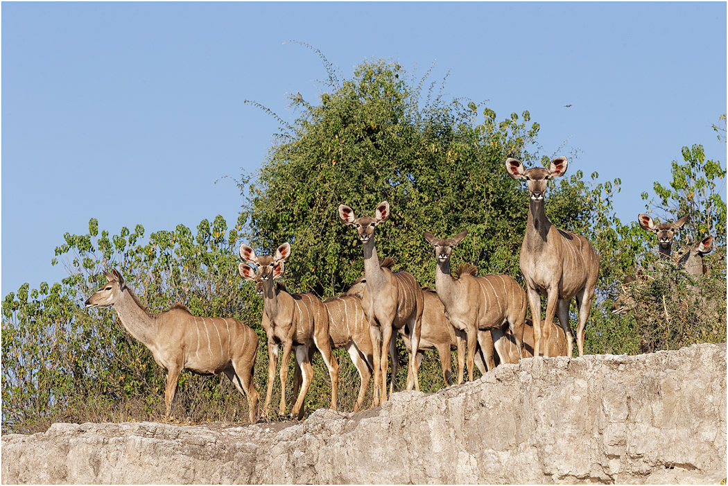 Greater Kudu females - Chobe NP, Botswana