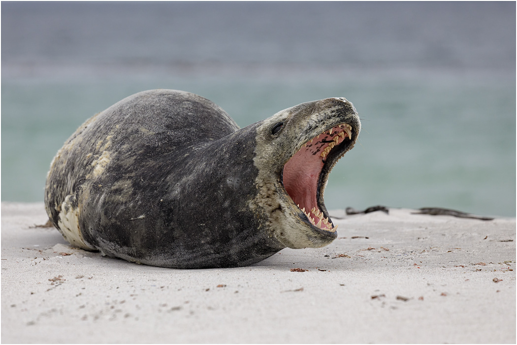 Leopard Seal