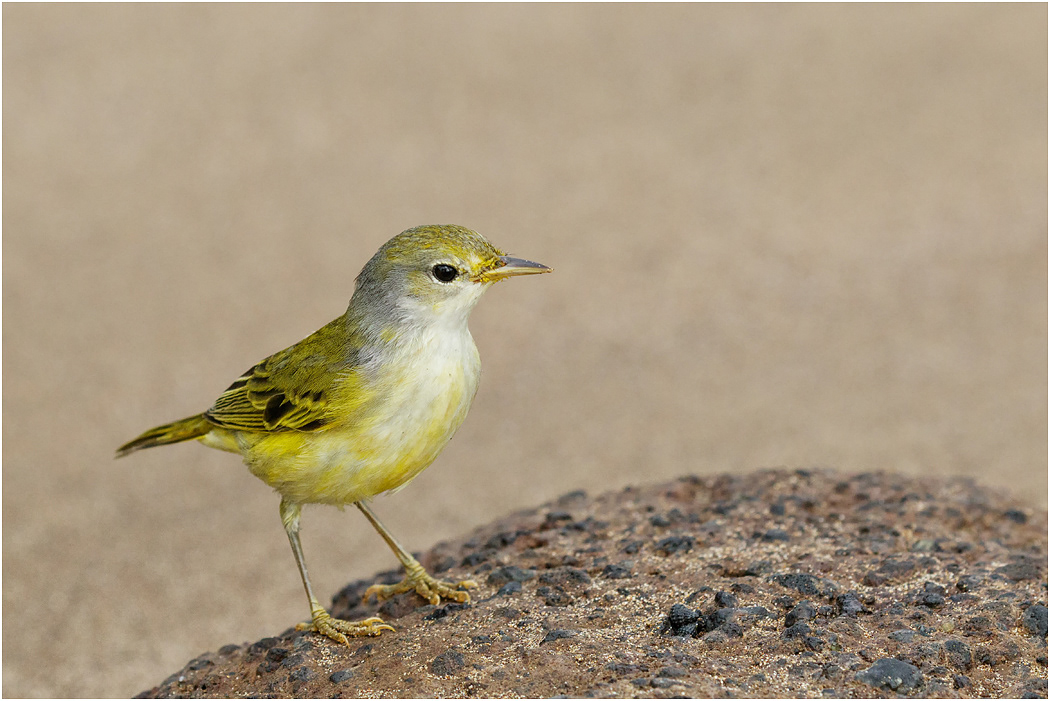 Yellow Warbler, Galapagos Islands