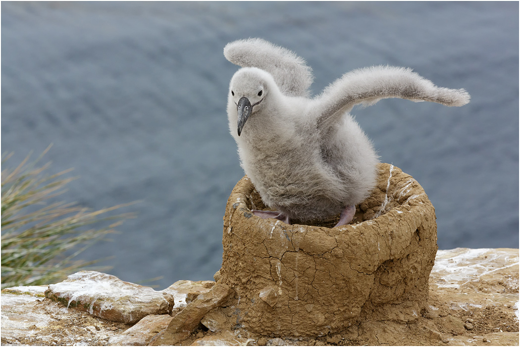 Black-browed Albatross chick