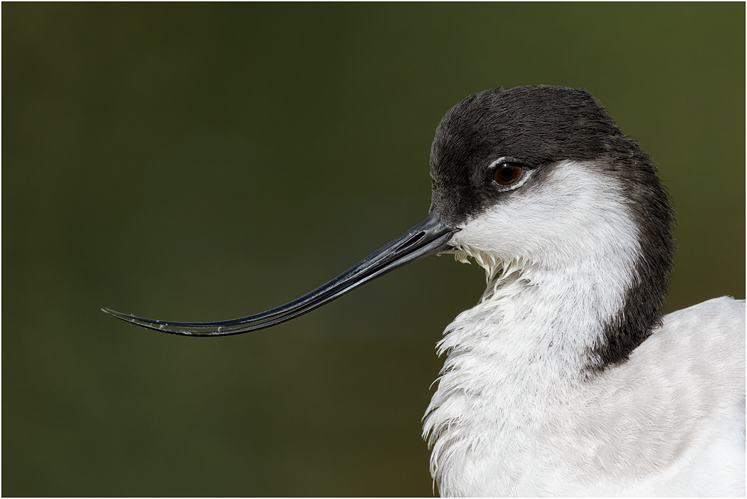 Avocet, portrait