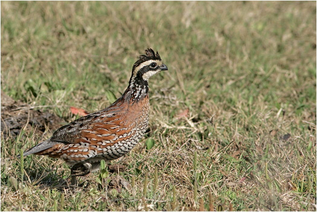 Northern Bobwhite, Florida, USA