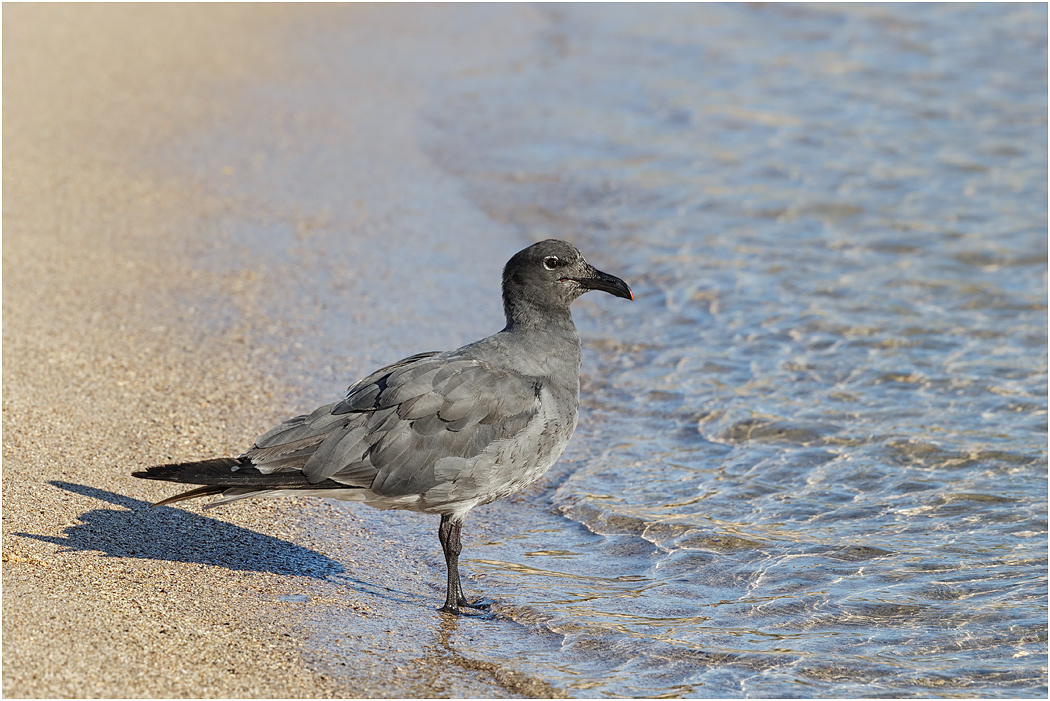 Lava Gull, Galapagos Islands