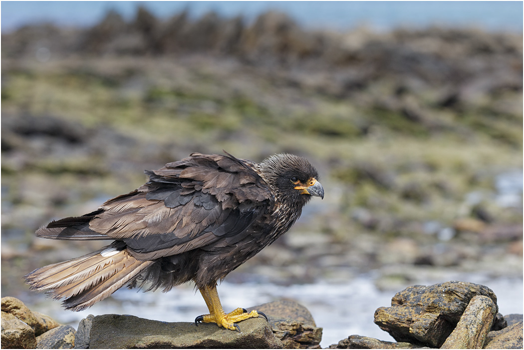 Striated Caracara