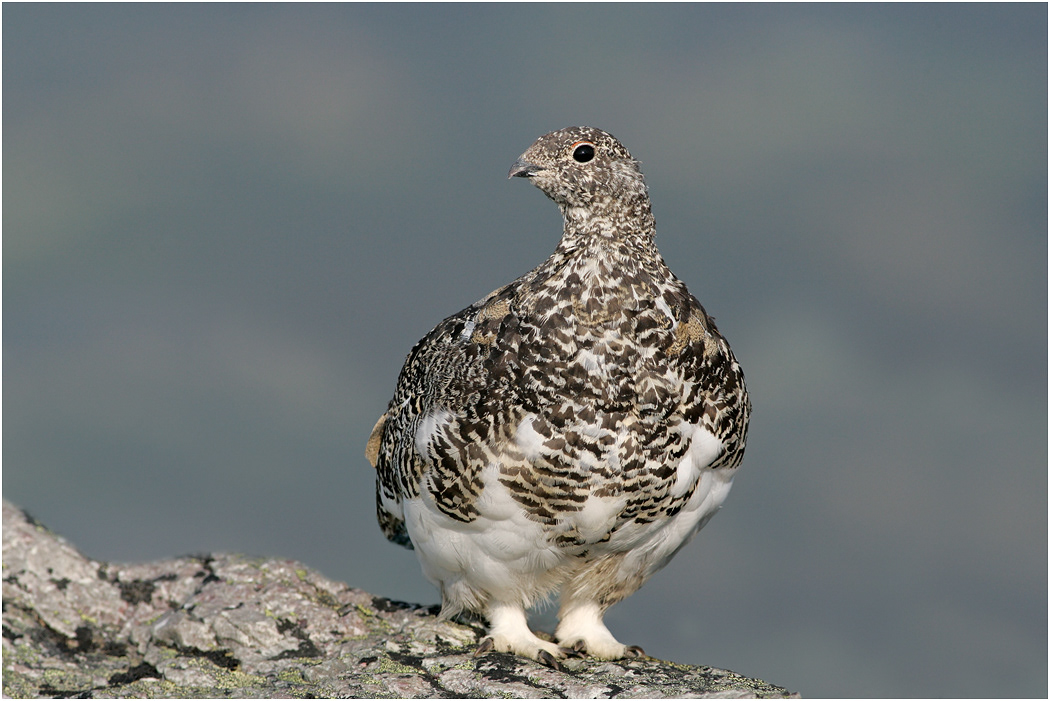 White-tailed Ptarmigan, Alberta, Canada