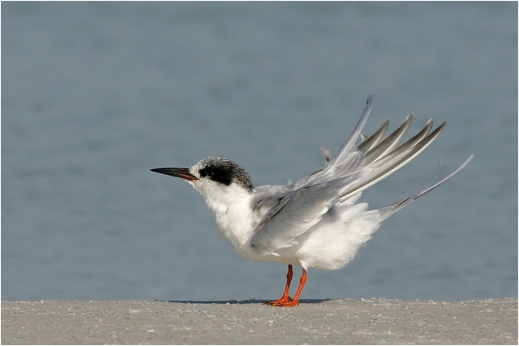 Forster's Tern, Florida, USA