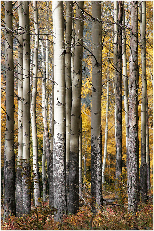 Aspens, Jasper NP
