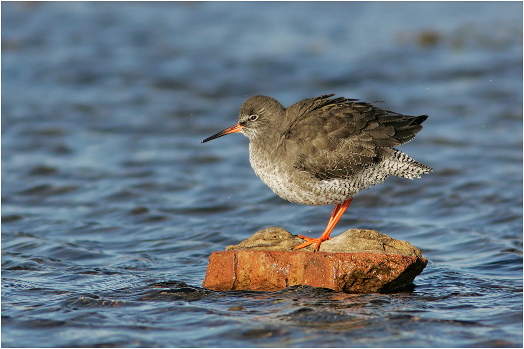 Redshank in Winter, Norfolk