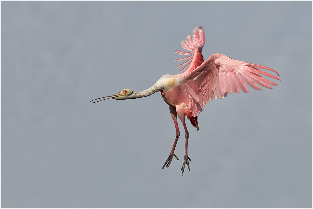 Roseate Spoonbill coming to roost, Florida, USA