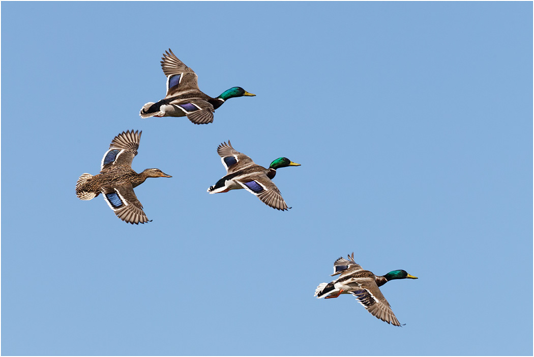 Mallards in flight