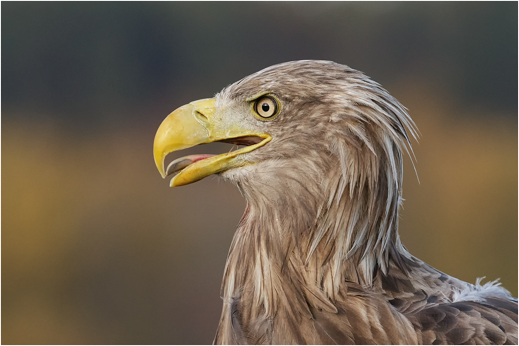 White-tailed Eagle, Norway
