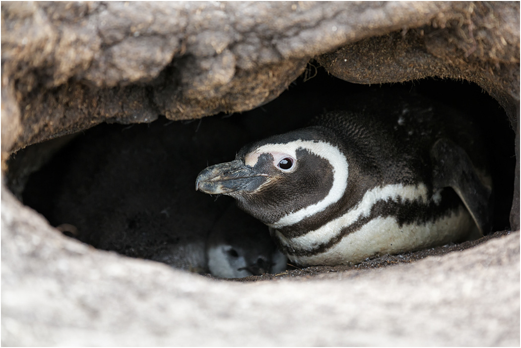 Magellanic Penguin & chick in burrow