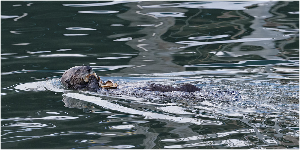 Sea Otter eating a crab, California, USA