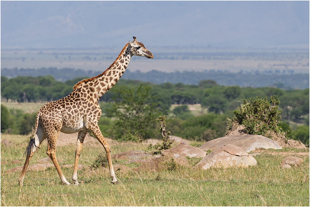 Masai Giraffe - Northern Serengeti, Tanzania