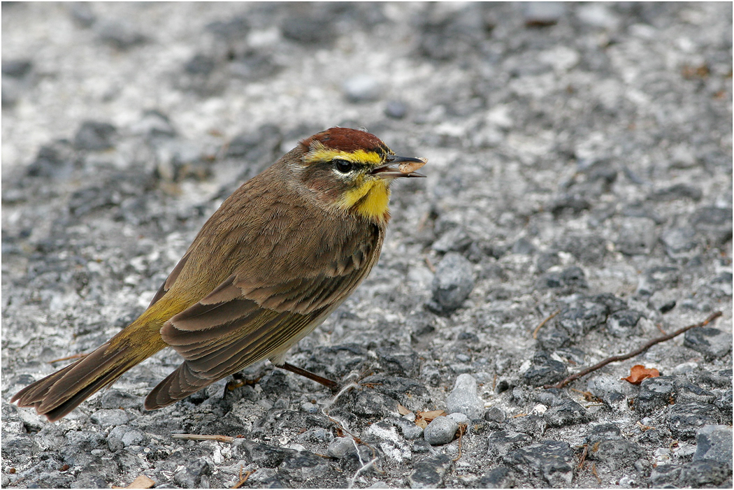 Palm Warbler, Florida, USA