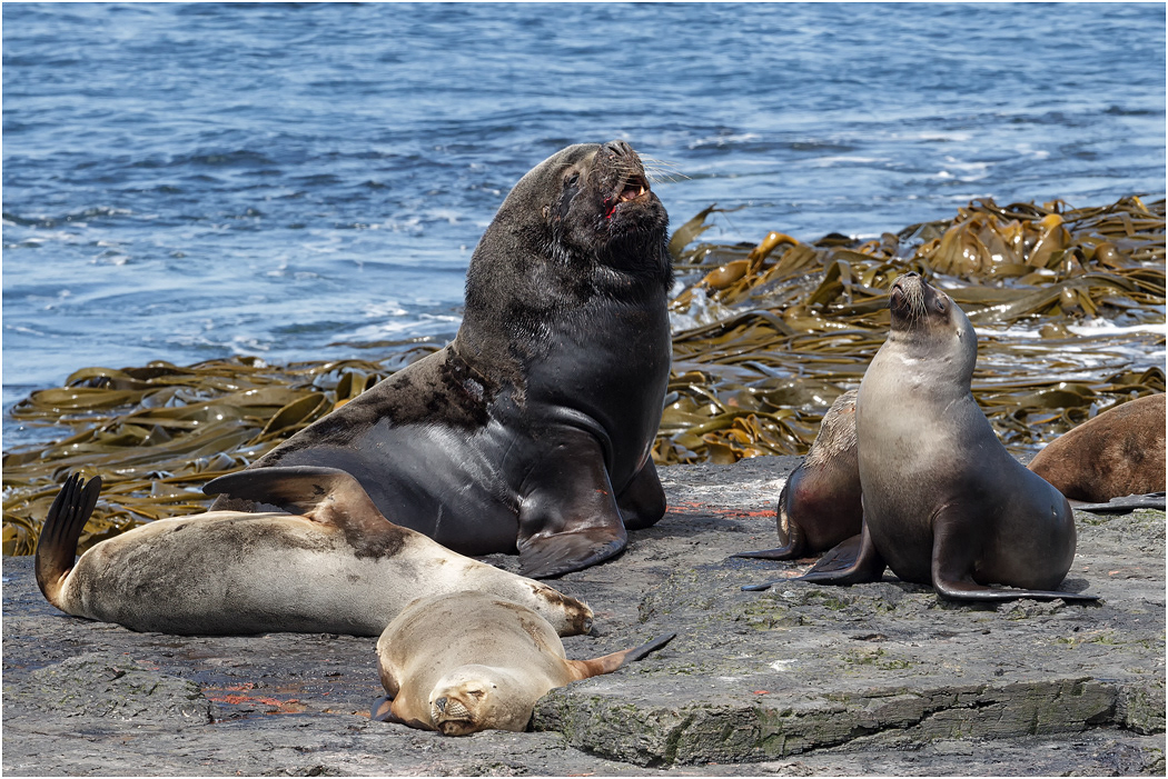Southern Sea Lion, Bull & Harem