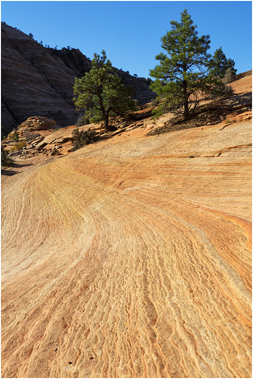Cross-bedded Navajo Sandstone, near Zion, Utah