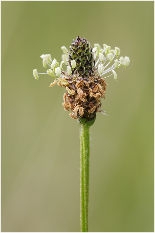 Ribwort Plantain