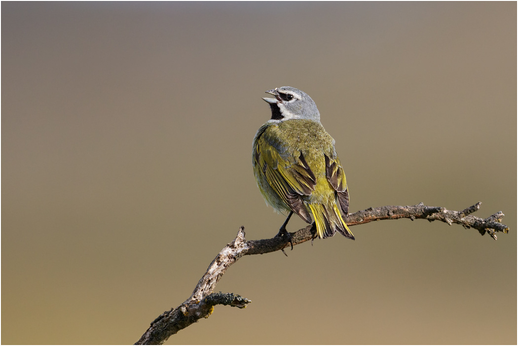 White-bridled or Black-throated Finch