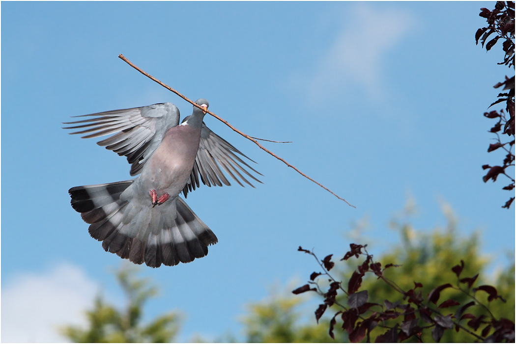 Wood Pigeon in flight with stick