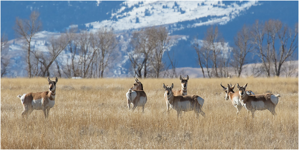 Pronghorn group, Montana, USA