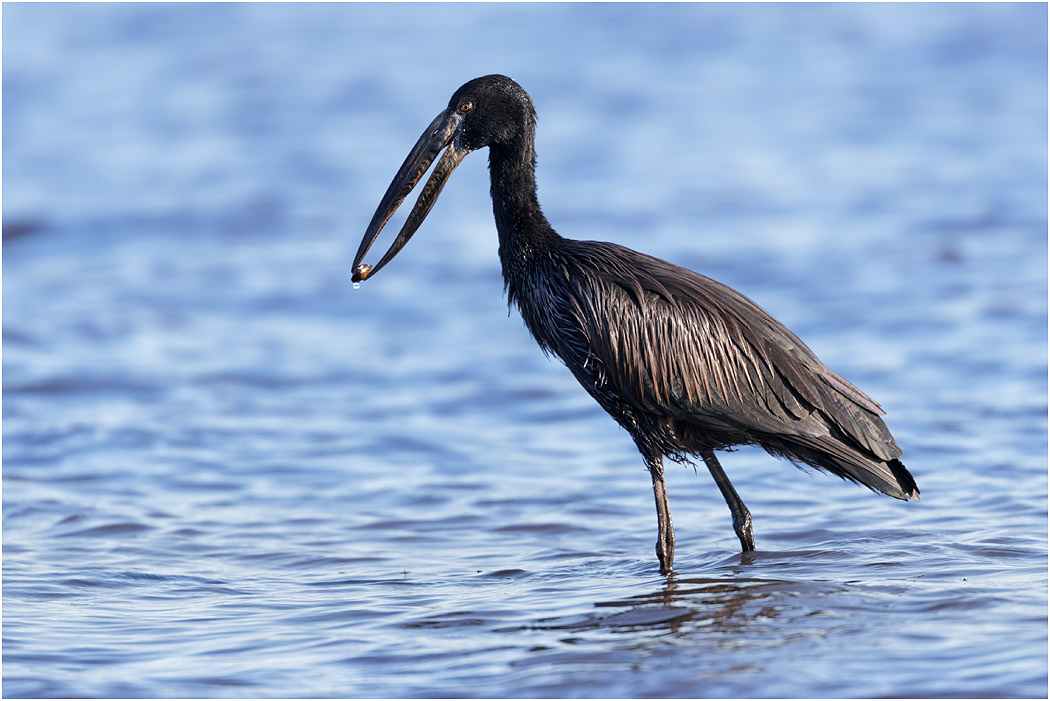 African Openbill with a Mussel - Chobe River, Botswana