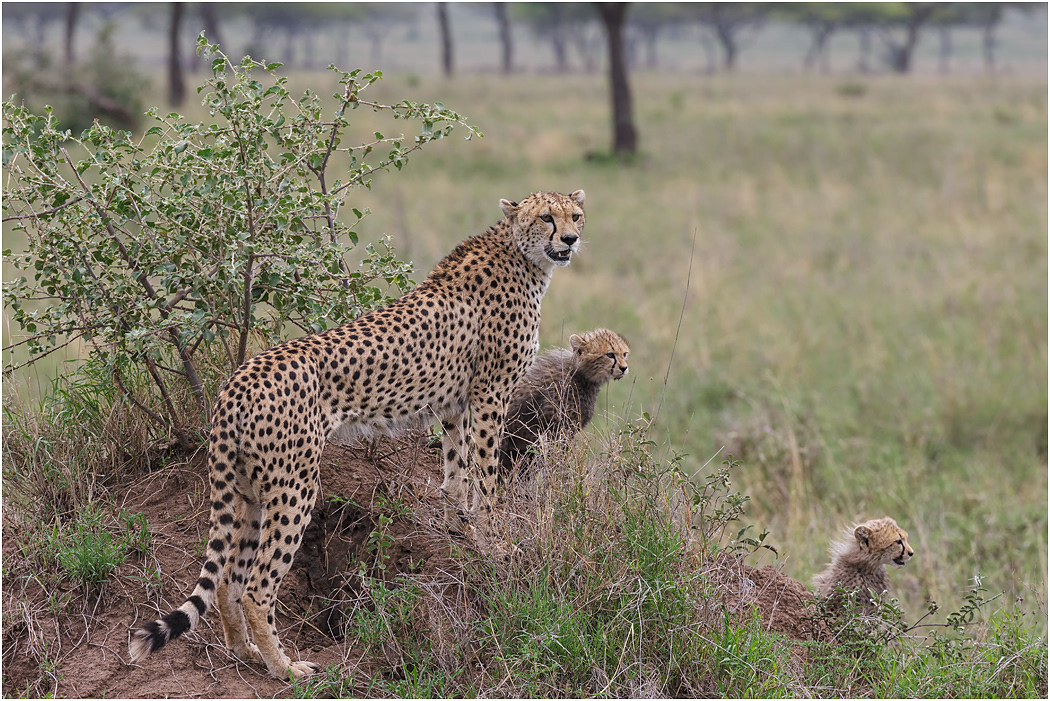 Cheetah Mother & cubs - Central Serengeti, Tanzania