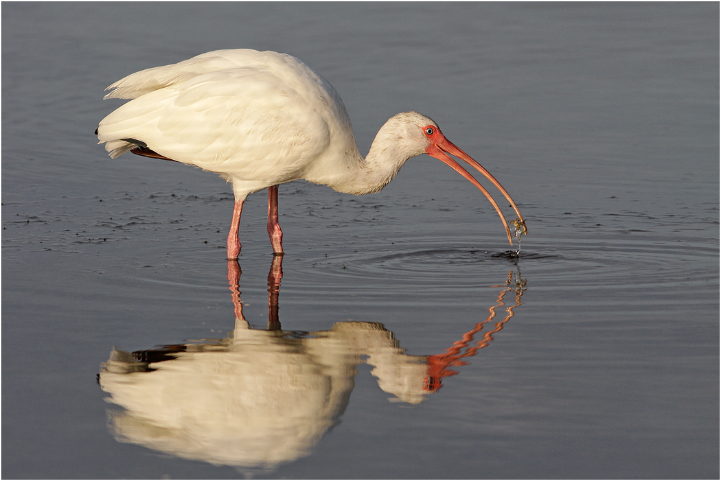 White Ibis with crab, Florida, USA