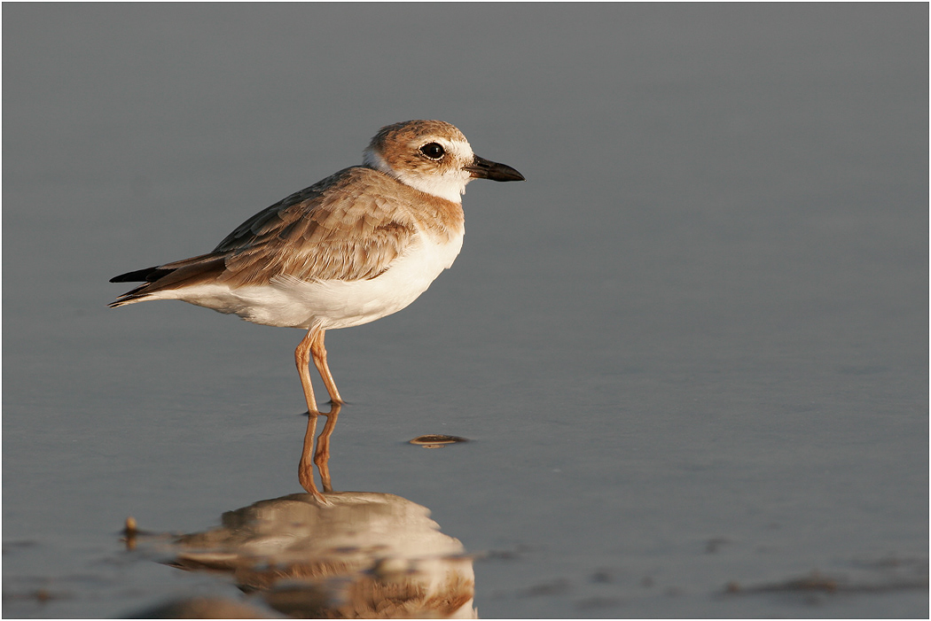 Wilson's Plover, Florida, USA