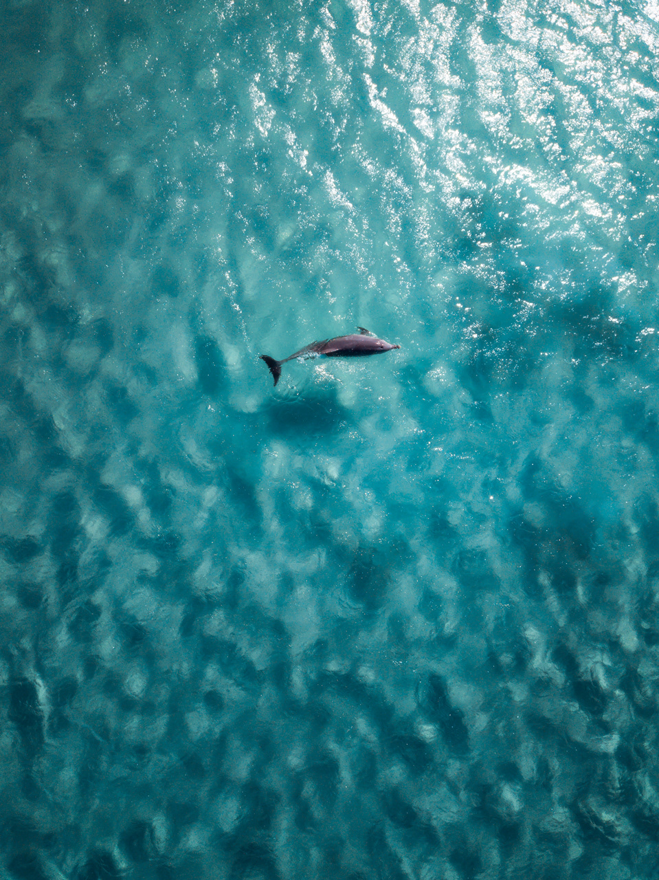 Dolphin, Western Australia