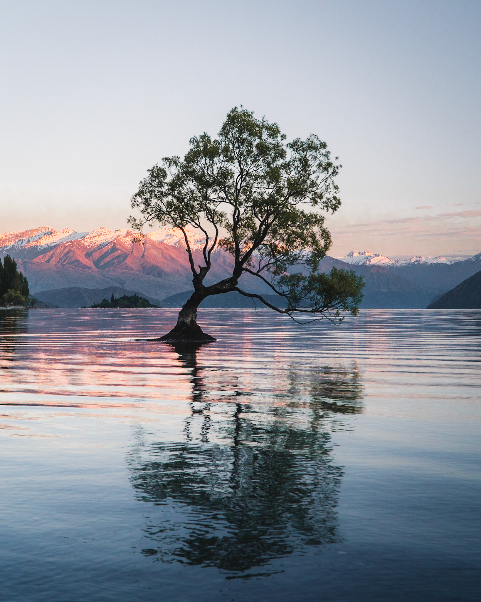 That Wanaka Tree
