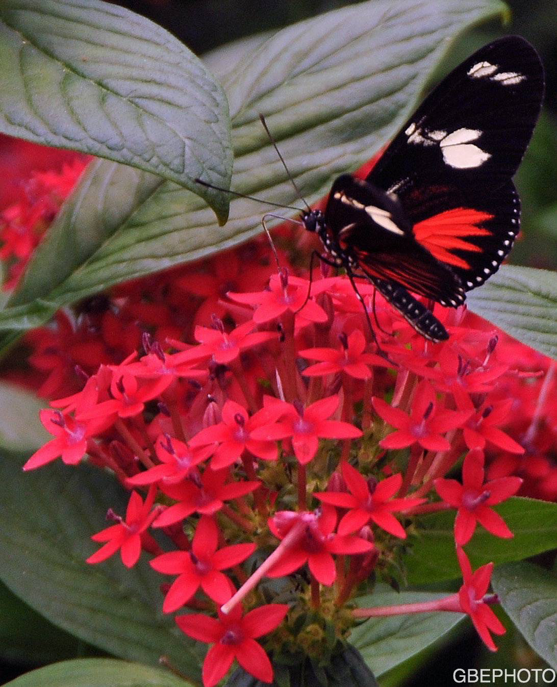 Red And Black