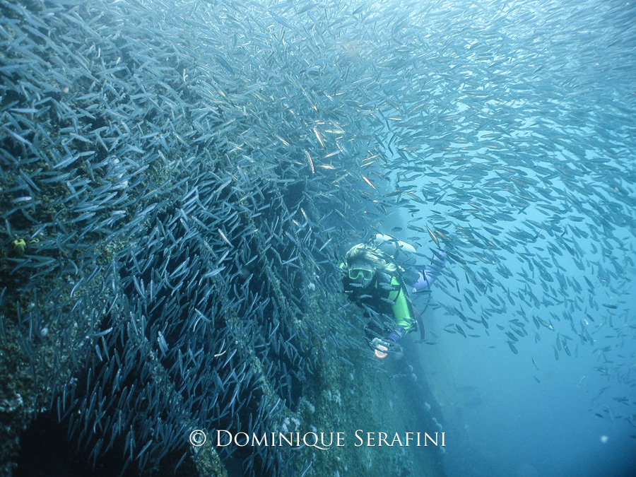 The Antilla, Aruba by Dominique Serafini