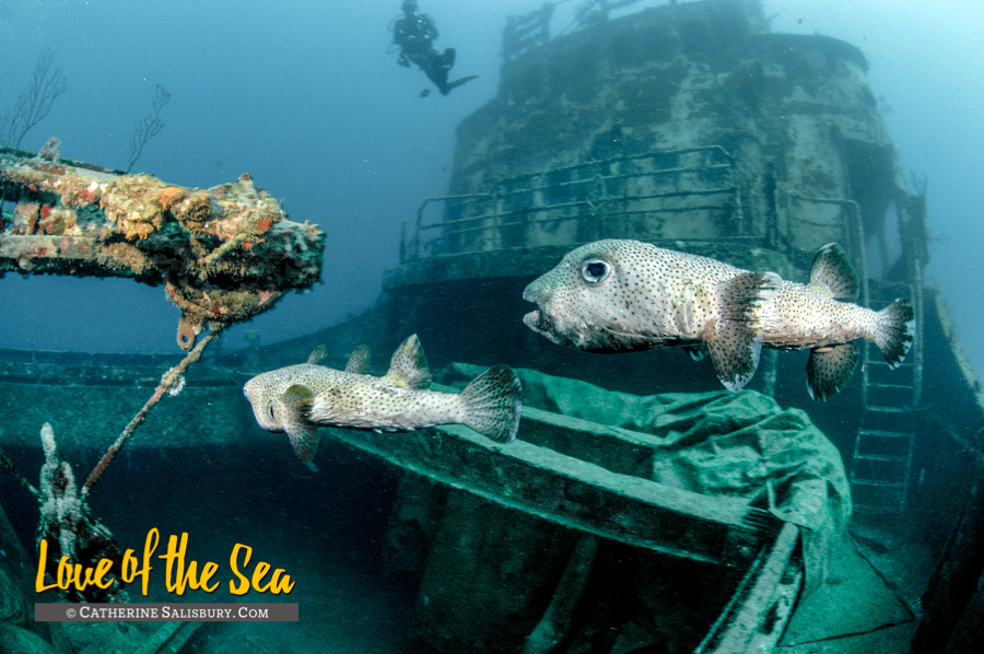 The Shakem shipwreck, Grenada by Cathy Salisbury