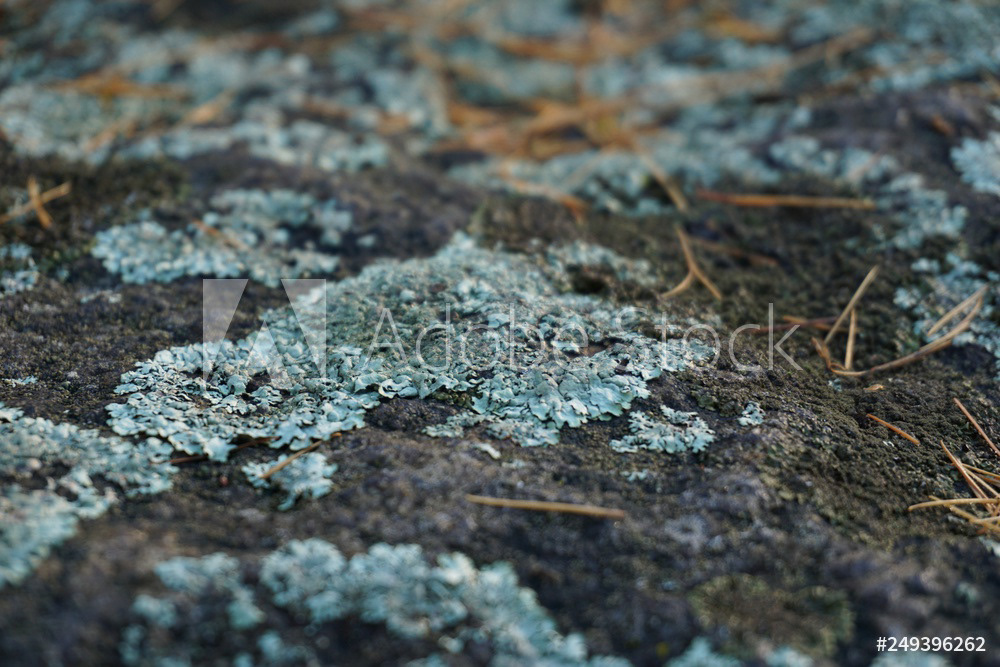 Interessante Flechten auf den Felsen des Limasbergs