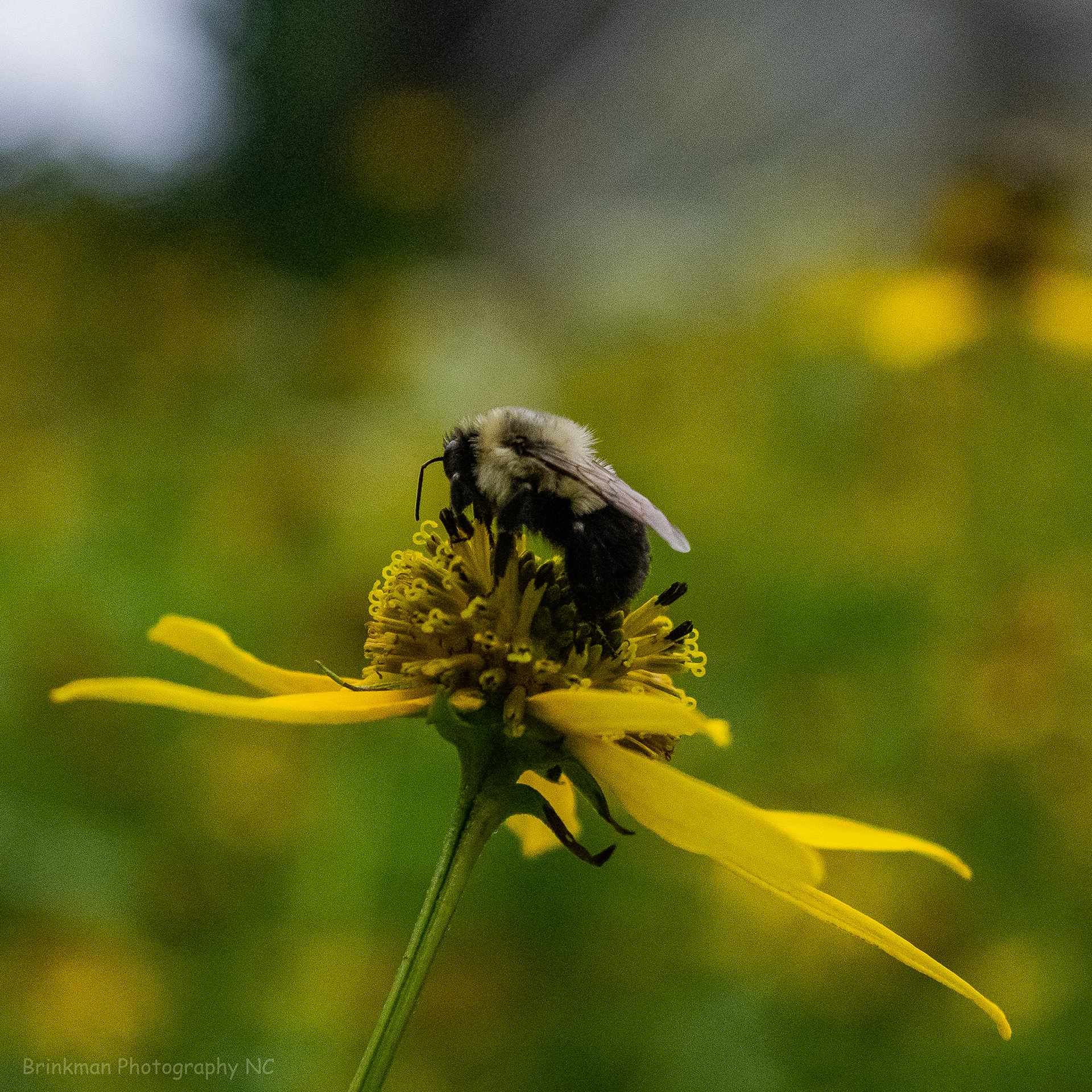 LeConte Bees 2