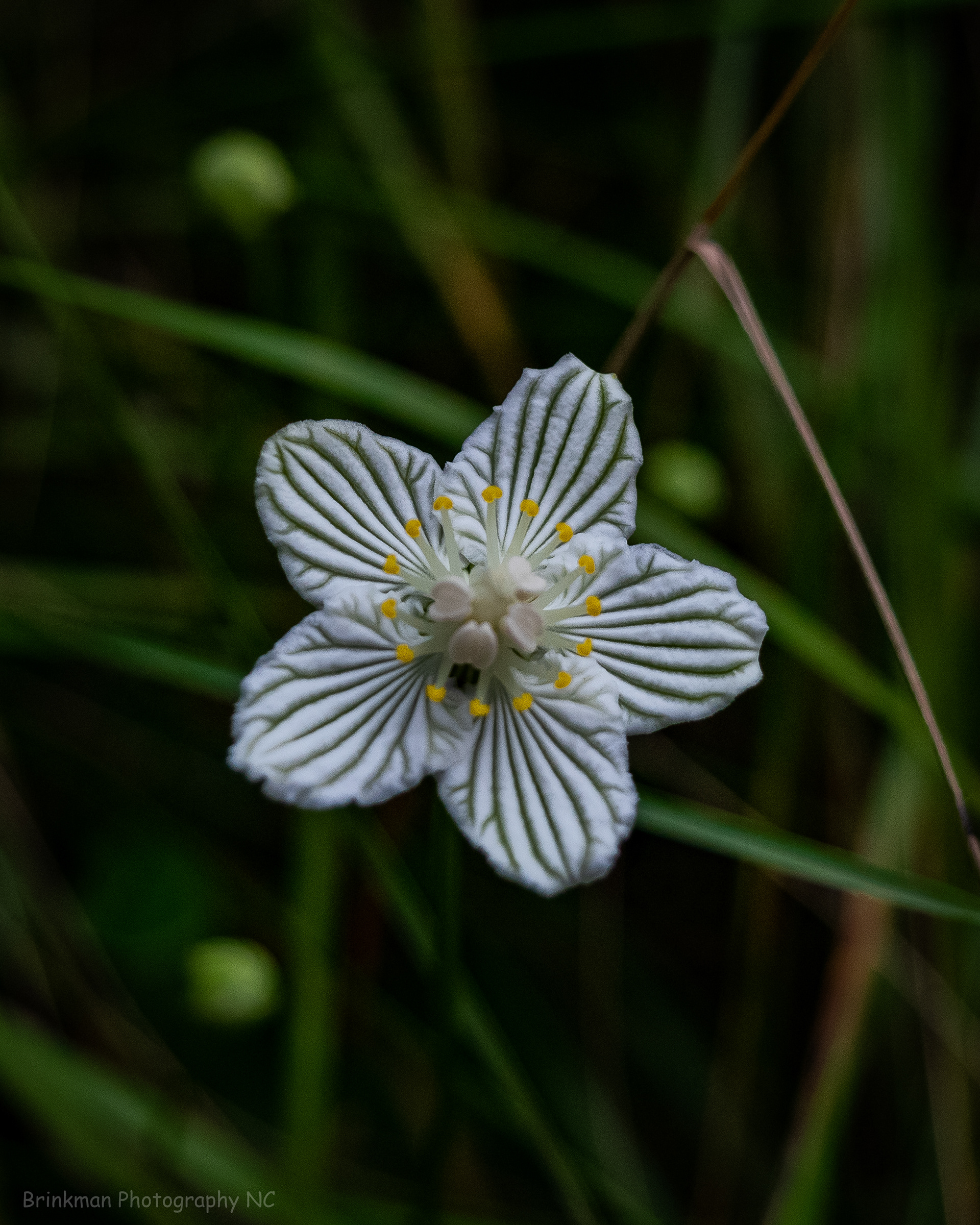 Wildflower 2
