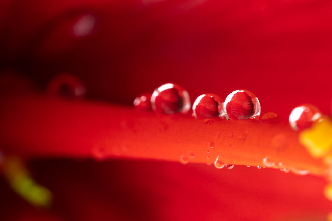 Gotas do orvalho da manhã numa flor de hibisco.