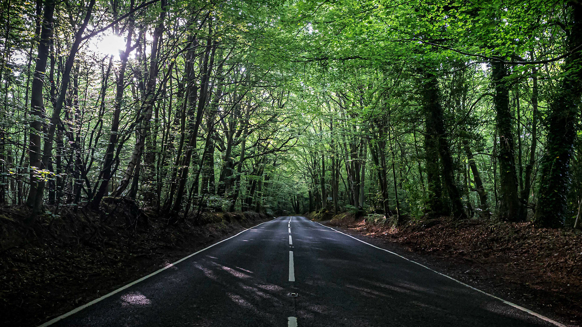 Woodland Road With Sunlight Shining Through the Trees