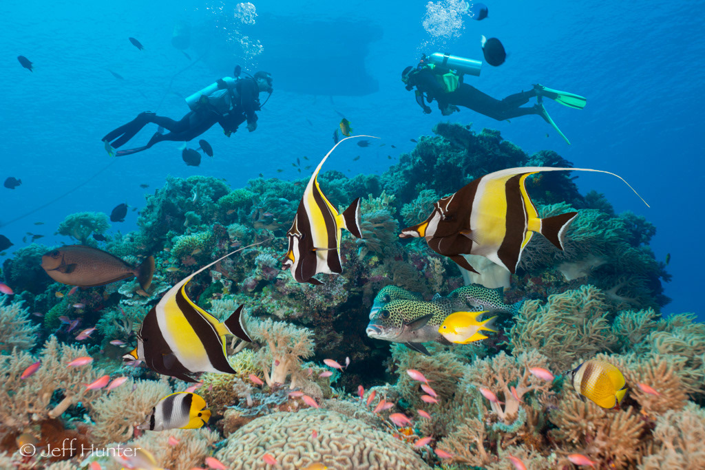Two scuba divers swimming over reef with colorful fish