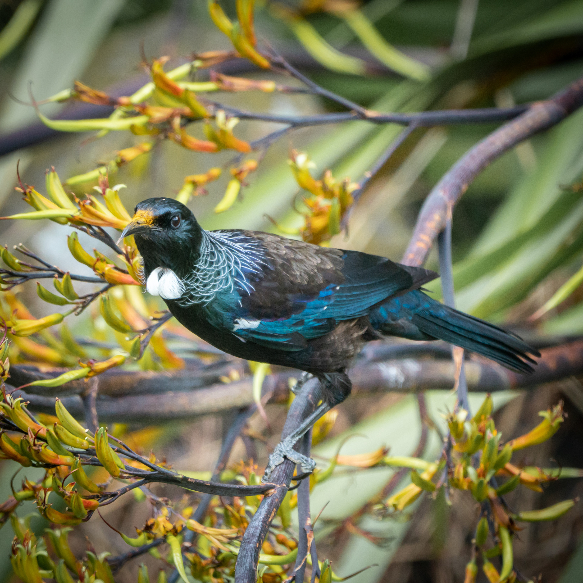 TUI FLAX 1