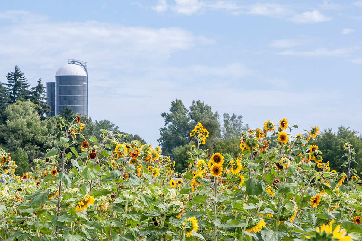 Photography of Buffalo, NY sunflowers of sanborn