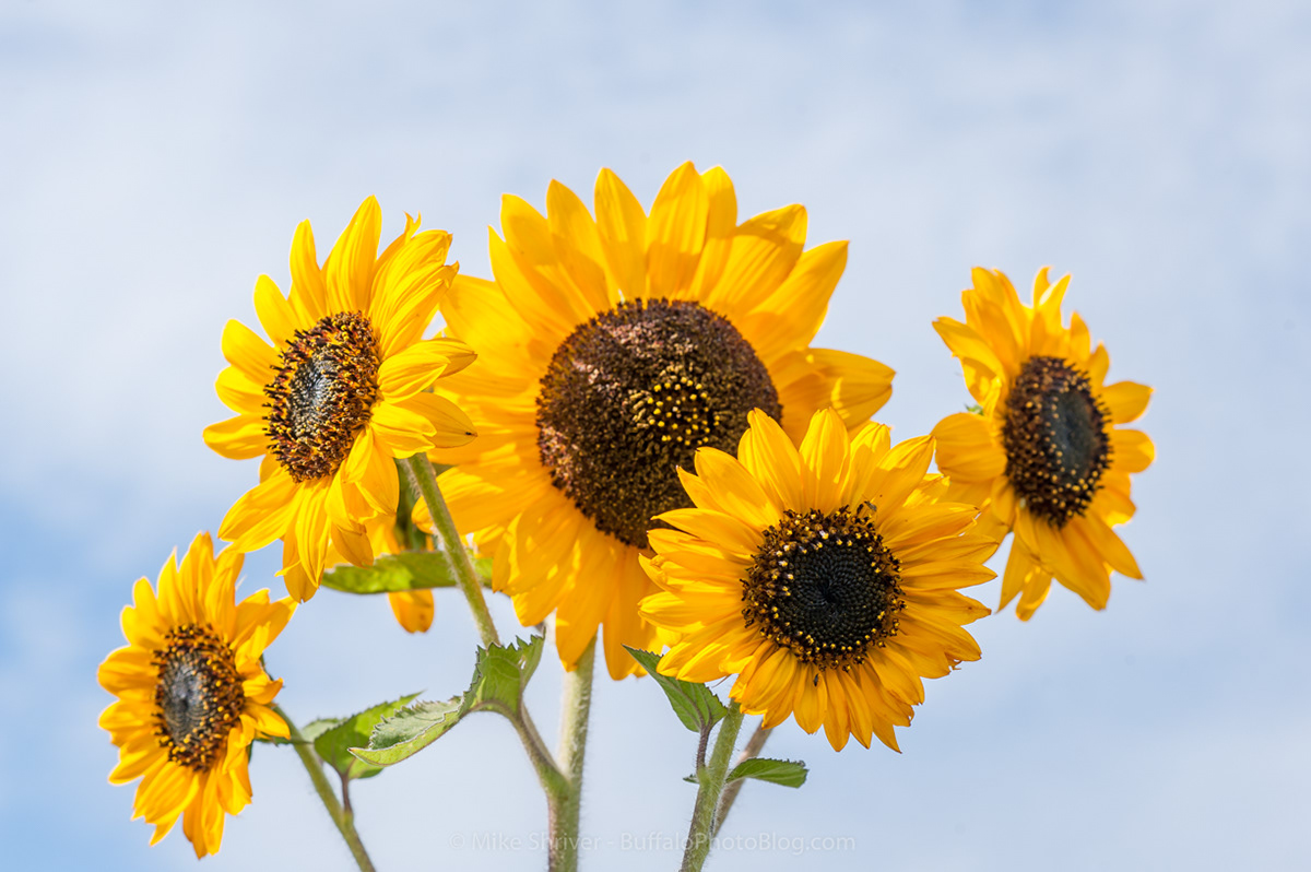 Photography of Buffalo, NY - sunflowers of sanborn